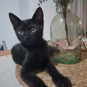 ENZO