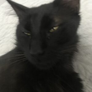 NEGRO