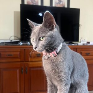 CLEO