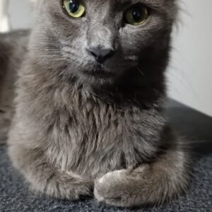 Kiwi