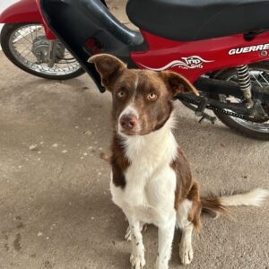 SIMON