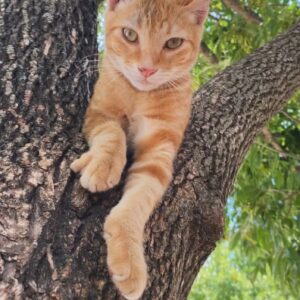 Simba