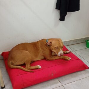 TUCA