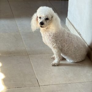 Violeta