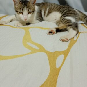 GAIA