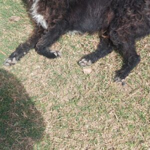 Negrito
