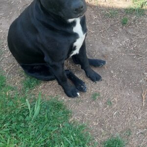 Oreo