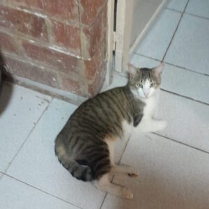 Milo